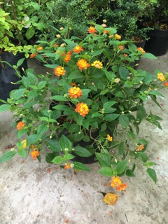Cây hoa trăm ổi hoa rất thơm