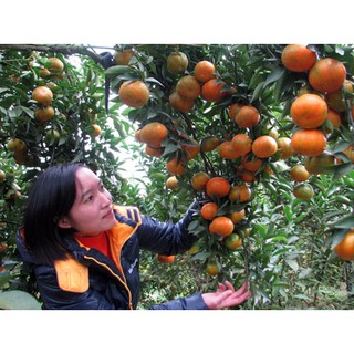 Cây cam đường canh