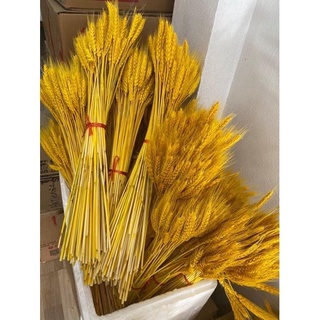 Bó 100 Bông Lúa Mạch Khô Decor Trang Trí