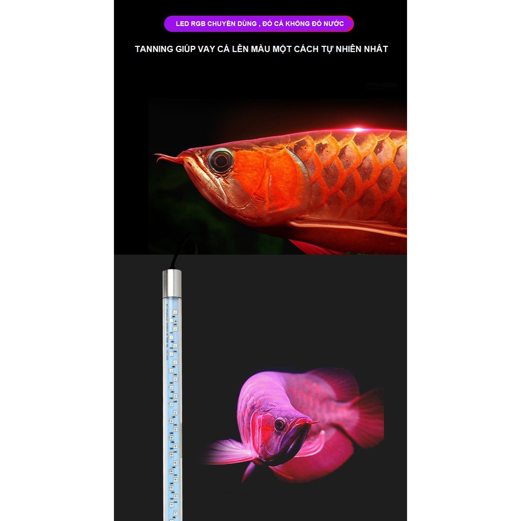 Đèn led RGB tanning cá rồng thông minh kết nối bluetooth với app điện thoại