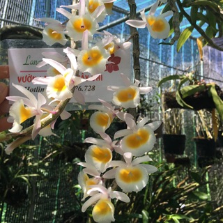 lan long tu xuân,đá trắng,đá tím 100g - 35k (đã xuống đã để ra hoa)