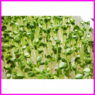 [ Hạt giống Rau] HẠT GIỐNG RAU MẦM CẢI TRẮNG NEW ZEALAND 20G - Mina Shop