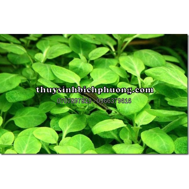 HỒNG BA TIÊU - CÂY CẮT CẮM HỒ THUỶ SINH TRUNG CẢNH DỄ CHĂM SÓC