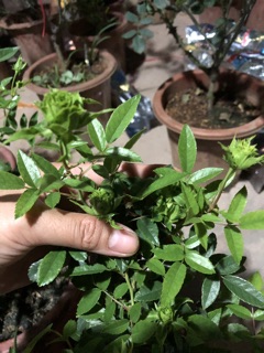 Hoa Hồng Xanh