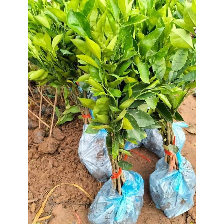 Giống Bưởi Đỏ Phúc Kiến