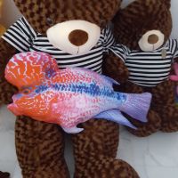 Gấu Teddy khổ 1m ( đứng cao 80cm)