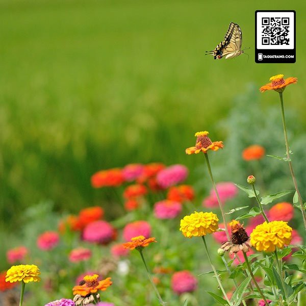 Hạt giống hoa cúc lá nhám (cúc nhi nhám)