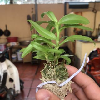 5ct họng hồng gieo hạt
