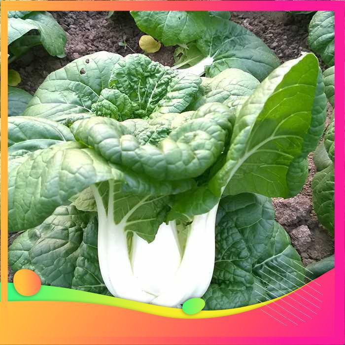 Hạt Giống Cải Chít - 100 Hạt  VIETGAR