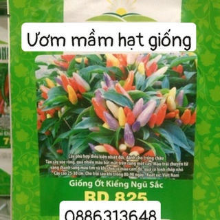 Ớt kiểng ngũ sắc Rd (0.1g)