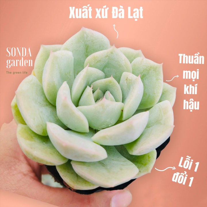 Sen đá liên đài trắng SONDA GARDEN size bé 5-8cm, xuất xứ Đà Lạt, khoẻ đẹp, lỗi 1 đổi 1