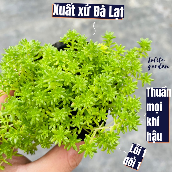 SEN ĐÁ SEDUM XANH SIZE BÉ, HÀNG ĐÀ LẠT, SIÊU XINH SIÊU KHỎE, LỖI 1 ĐỔI 1