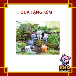Mèo khó tính nhăn nhó