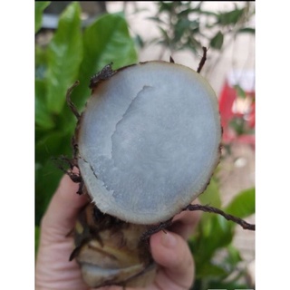 2kg củ dong riềng đỏ
