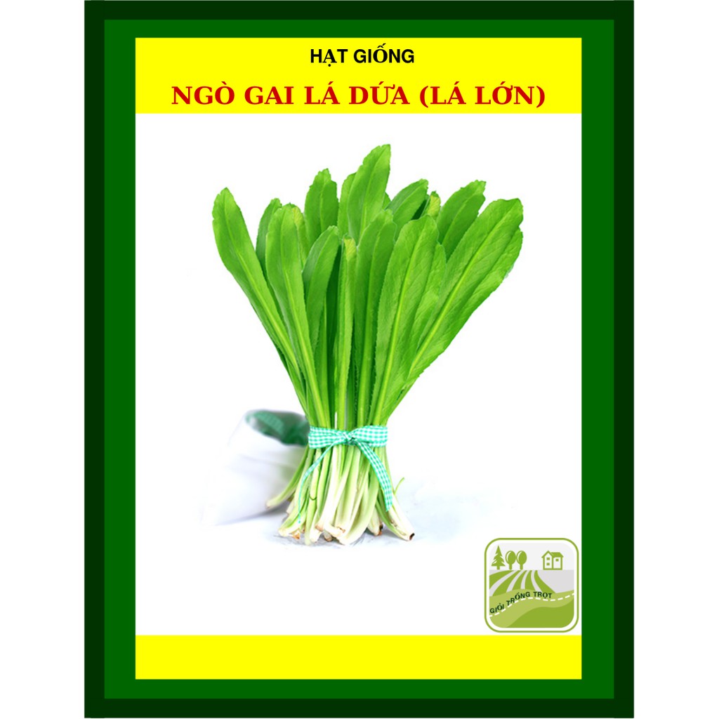 20G - Hạt Giống Ngò Gai Lá Lớn