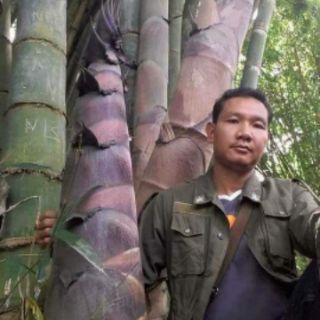 Cây Măng tre khổng lồ Thái Lan
