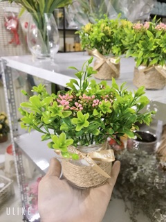Combo 5 lọ hoa cỏ