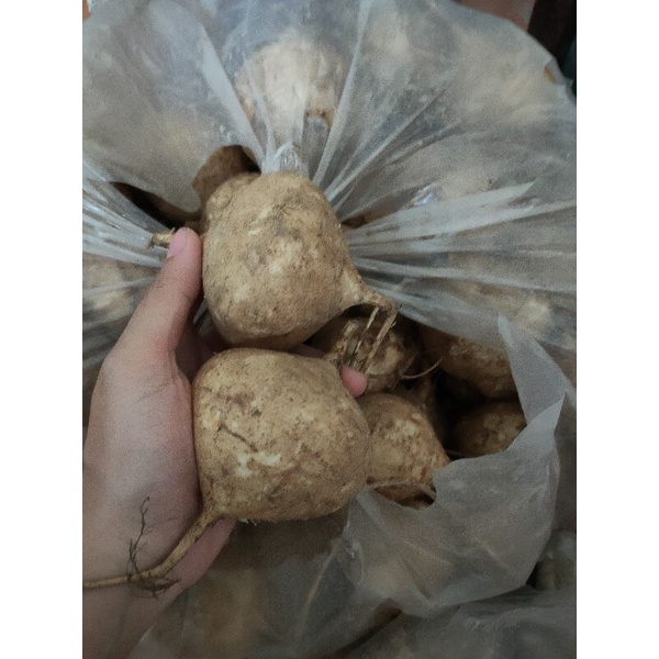 Củ Sắn 1kg