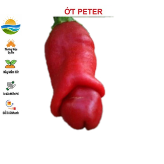 Hạt giống ớt peter - 5 hạt