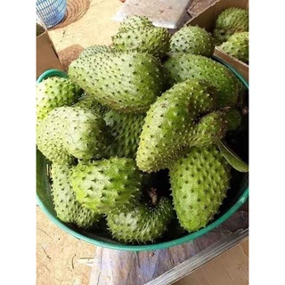 CÂY GIỐNG MÃNG CẦU XIÊM (CÂY GHÉP CHO TRÁI SIÊU SỚM)