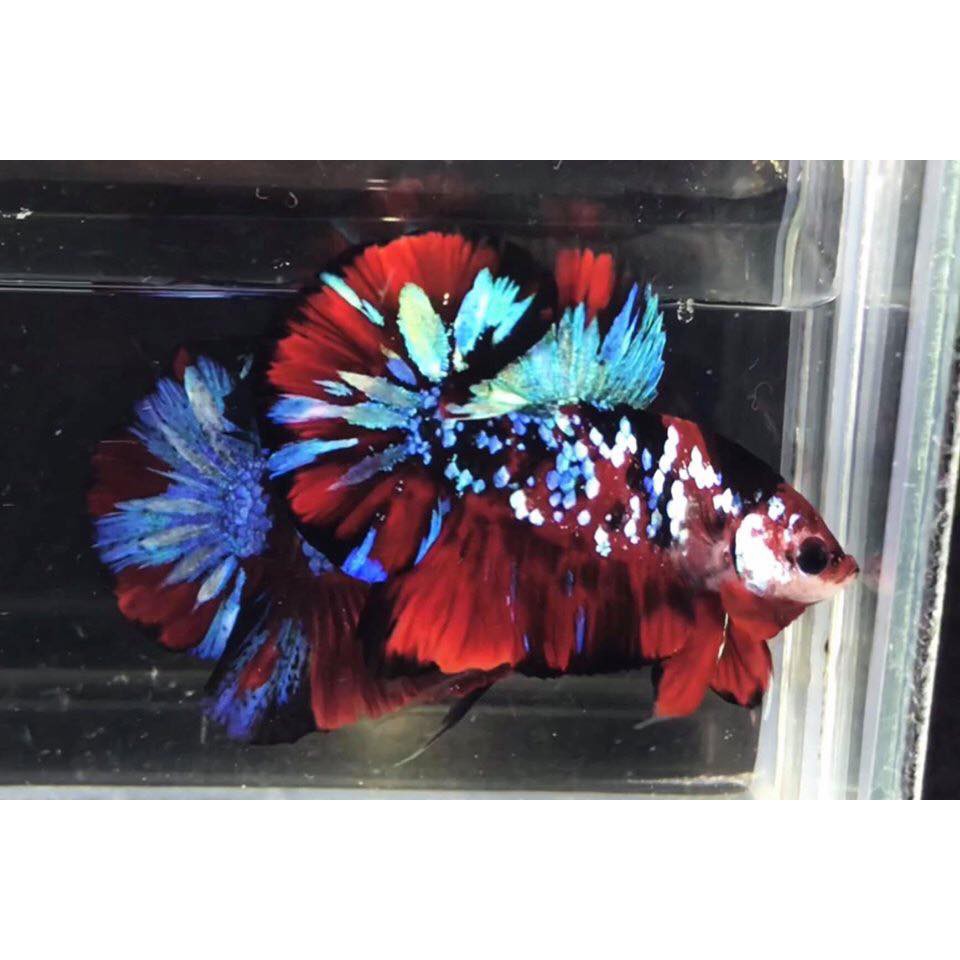 BỘT ZENSU CHĂM SÓC, DƯỠNG CÁ BETTA THÁI LAN 5g