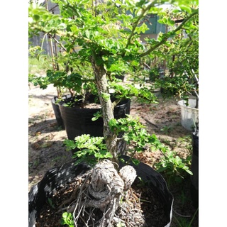 Combo 2 Phôi Cây Cần Thăng Bonsai