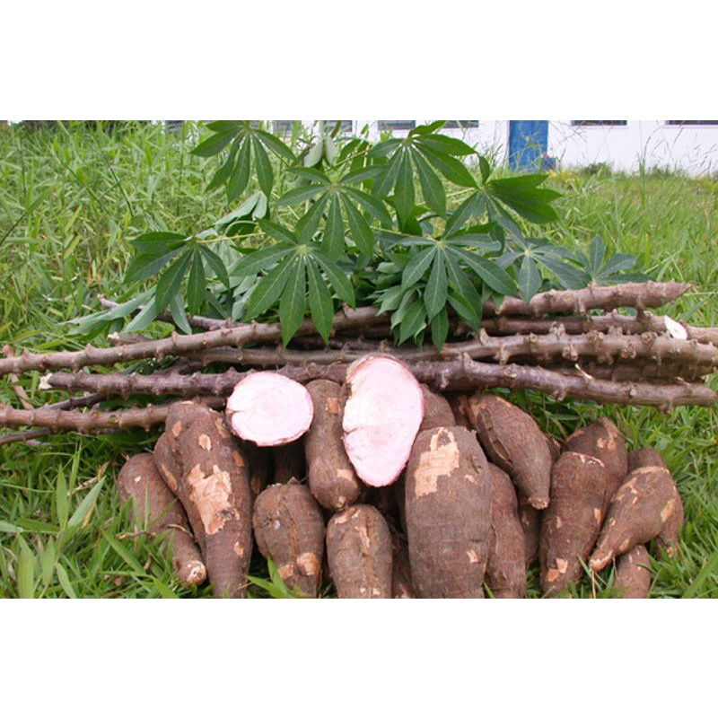 1KG Củ Khoai Mì  Tươi & Khô