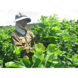 Lá Dâu Tằm Tươi ( 500g) khách đặt mới hái
