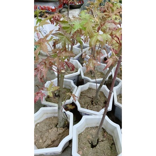 Cây Phong Lá Đỏ 30-40cm
