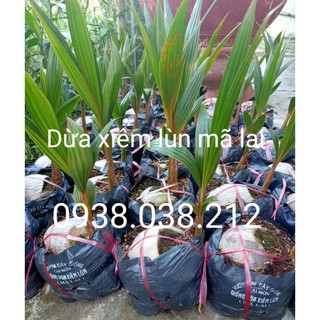Cây giống dừa xiêm lùn mã lai