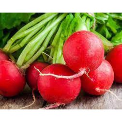 Hạt Giống củ cải đỏ
