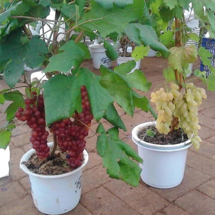 Hạt giống nho lùn đen và nho lùn xanh