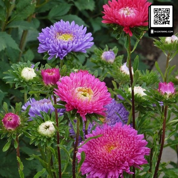 Hạt giống hoa cúc magic - cúc thúy màu 100 hạt