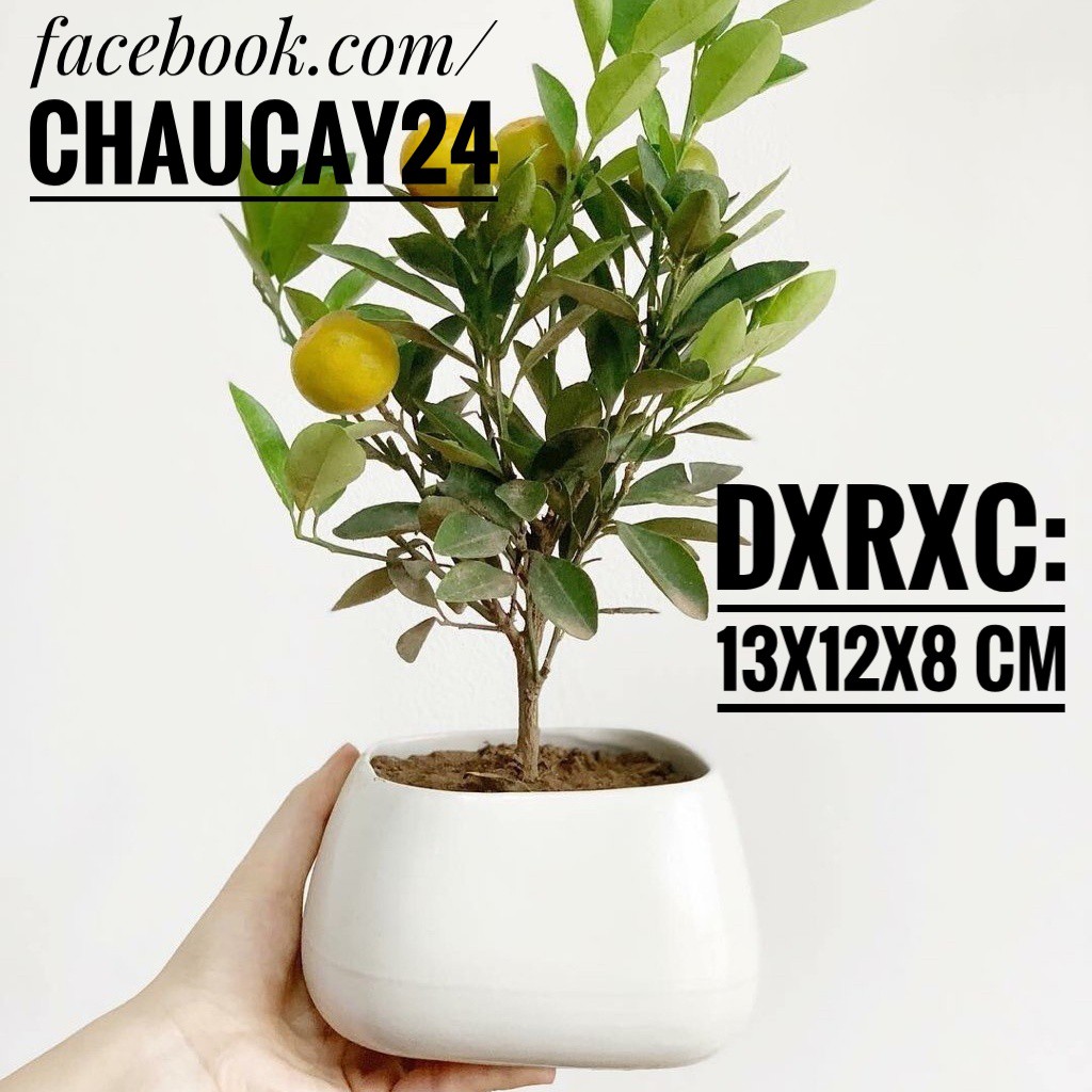 Chậu cây sứ méo trồng cây để bàn, sen đá, xương rồng, cây bonsai