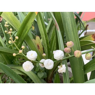 Bách Thuỷ tiên kép