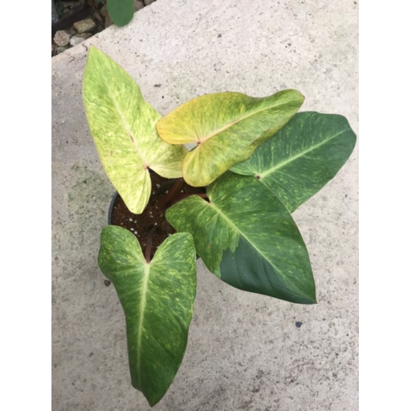 Chậu cứng Philodendron painted lady