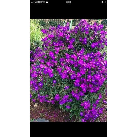 Cây giống sim thái ,mua thái hoa quanh năm