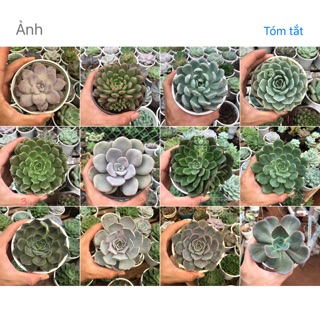 Combo 3 cây sen giống mới cở lớn+1 cây giống mới cở nhỏ