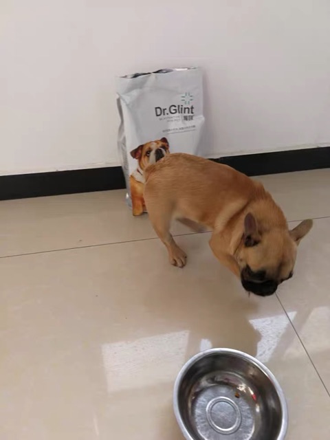 SET 2 túi Thức ăn cho chó Bull Pháp DR.GLINT