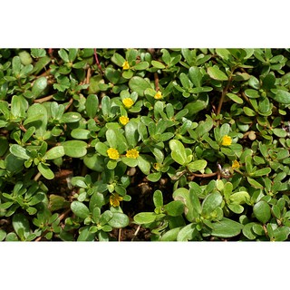 [GIÁ GỐC] Hạt giống cây sâm đất (rau sam) - 0.5 gram