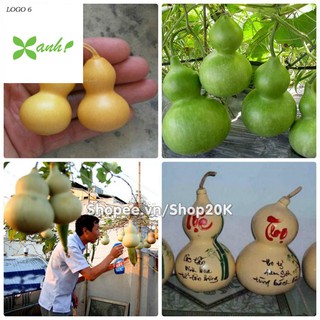 Hạt giống Bầu hồ lô (lớn, tí hon)