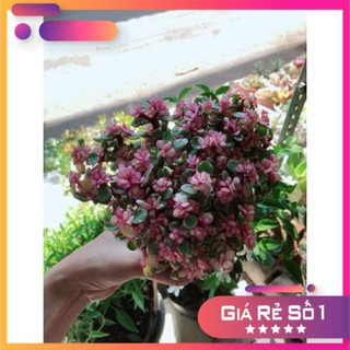 Cây đô la hồng giống mới