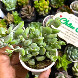 Sen đá hạt đậu dây