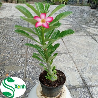 Cây Hoa Sứ Nguyên Thủy