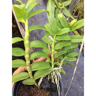SALE: Siêu Mập Ki F1 🌳