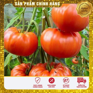 Cà chua khổng lồ / Hạt giống cà chua khổng lồ