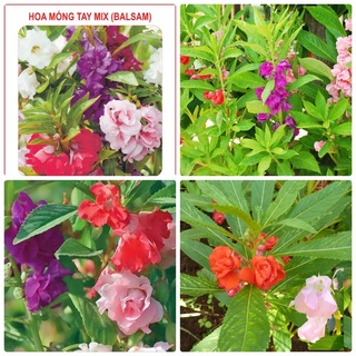 50h_hạt giống hoa móng tay mix màu