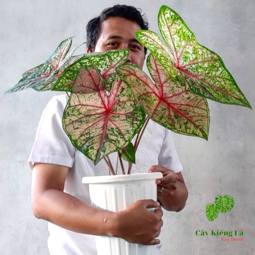 Củ Caladium Red Bone (Dewasa) đổi màu với gân tâm lá màu đỏ pha sắc hồng phấn.Dễ chăm sóc,cây lên nhanh.