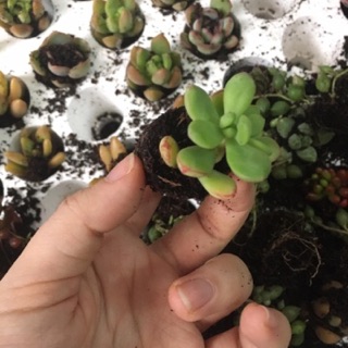Sen đá❤️❤️❤️Sen đá mini, sen vỉ 84 cây/vỉ
