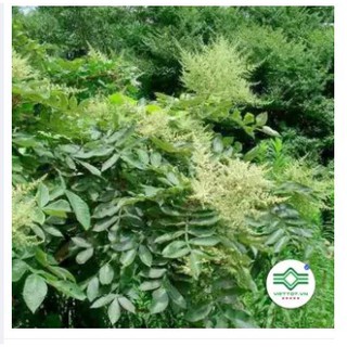 Cây Muối khô 1KG - FRV188